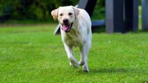 IVY Leaf Dog Kennel - Types of Labrador Retrievers
