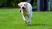 IVY Leaf Dog Kennel - Types of Labrador Retrievers