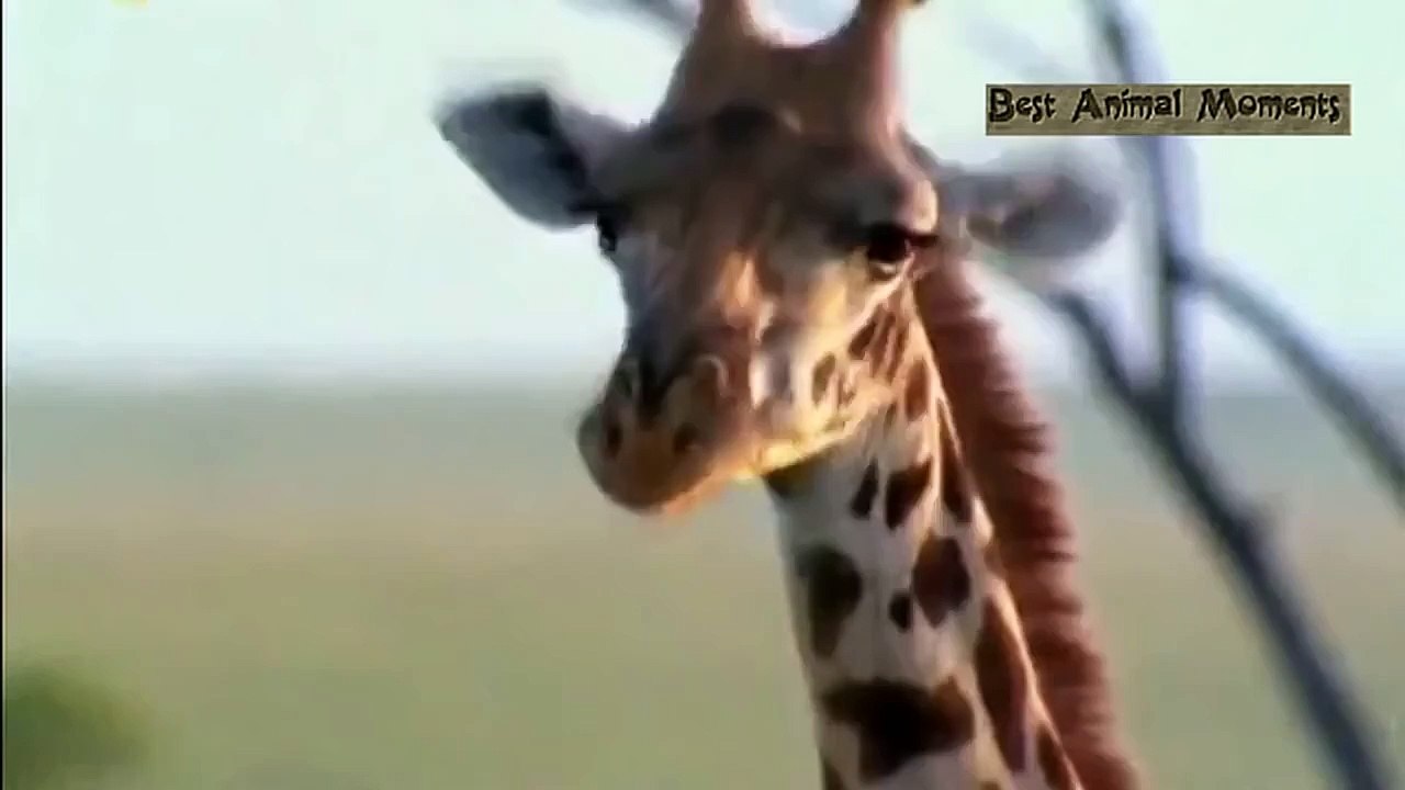 leon vs jirafa