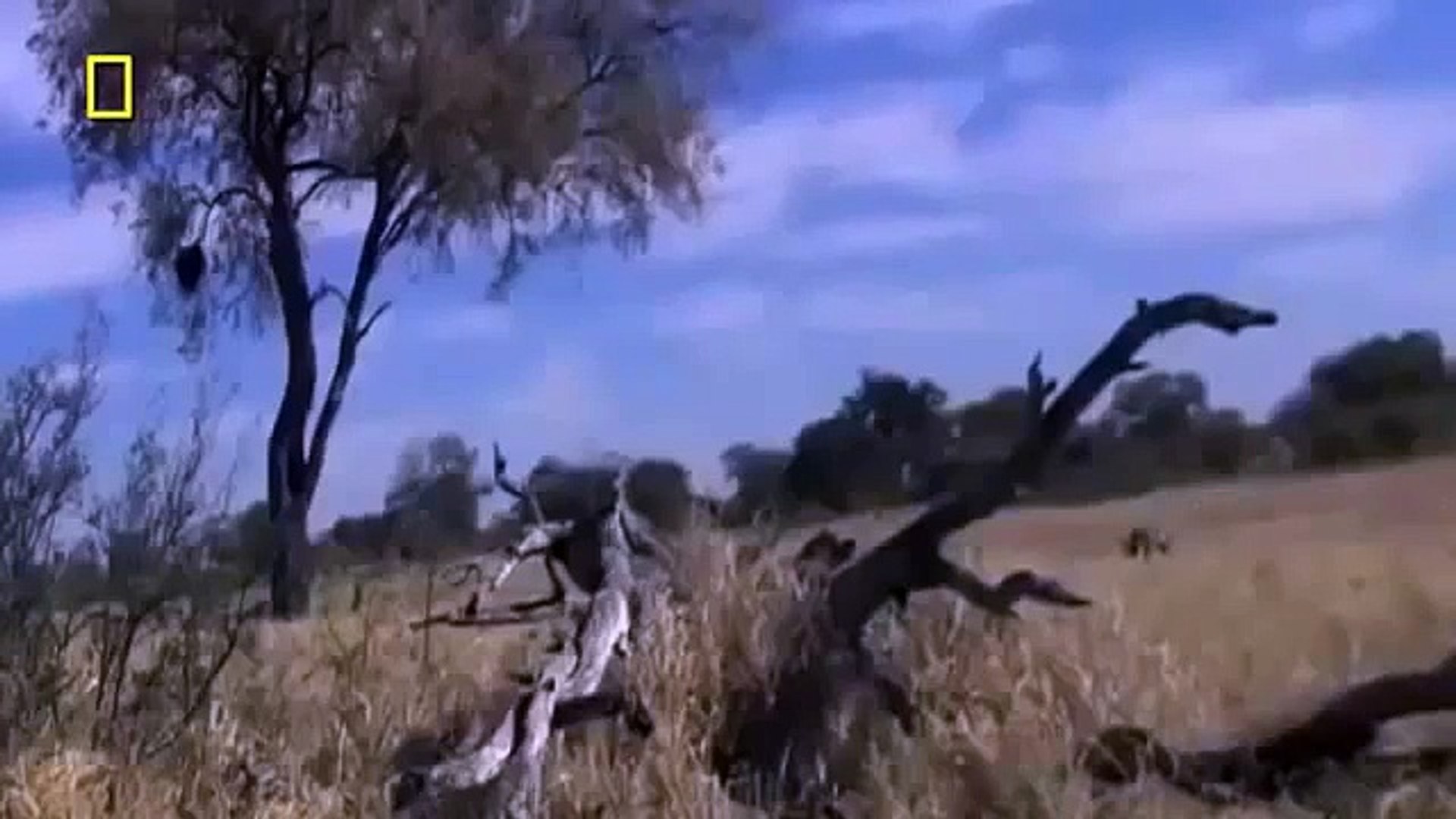 Animals Documentary ¡¡Africa Animals eXtreme!! WILD National Geographic