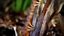 [Nat Geo Wild] Wild Japan (Nature Documentary)