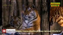 Documentary on Wildlife Tigers   Tiger Fighting for Survival Big Cats mp4