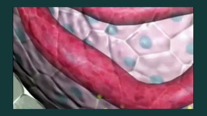 iGCSE Biology booklet 13: EXCRETION