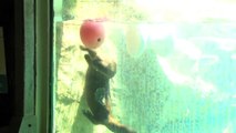 Giant Otters Play with Boomer Balls at the Philadelphia Zoo