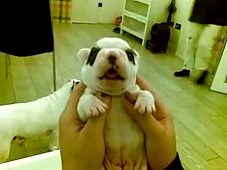 Cucciolo BOULEDOGUE FRANCESE che piange