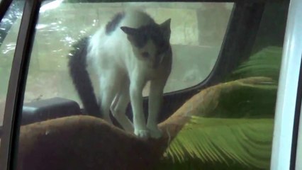 Outrageously Vicious cat attacks dog from the car