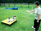 Daisy the Pug and her puppies Group Agility Training
