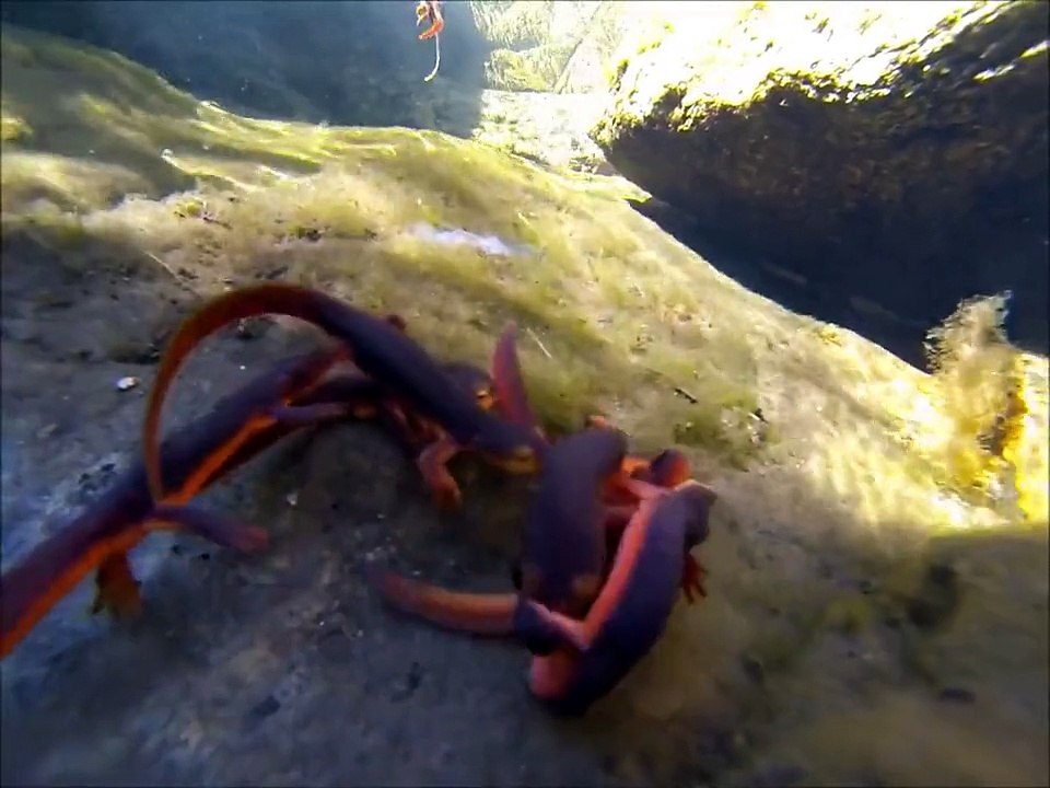 You Have Never Seen Such Fish Before
