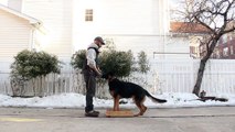 German Shepherd Dog Training: Chaining commands from stationary position&tug play(WIP)