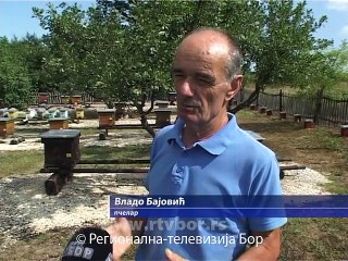 Meda u izobilju - cena niža, 15. jul 2015. (RTV Bor)