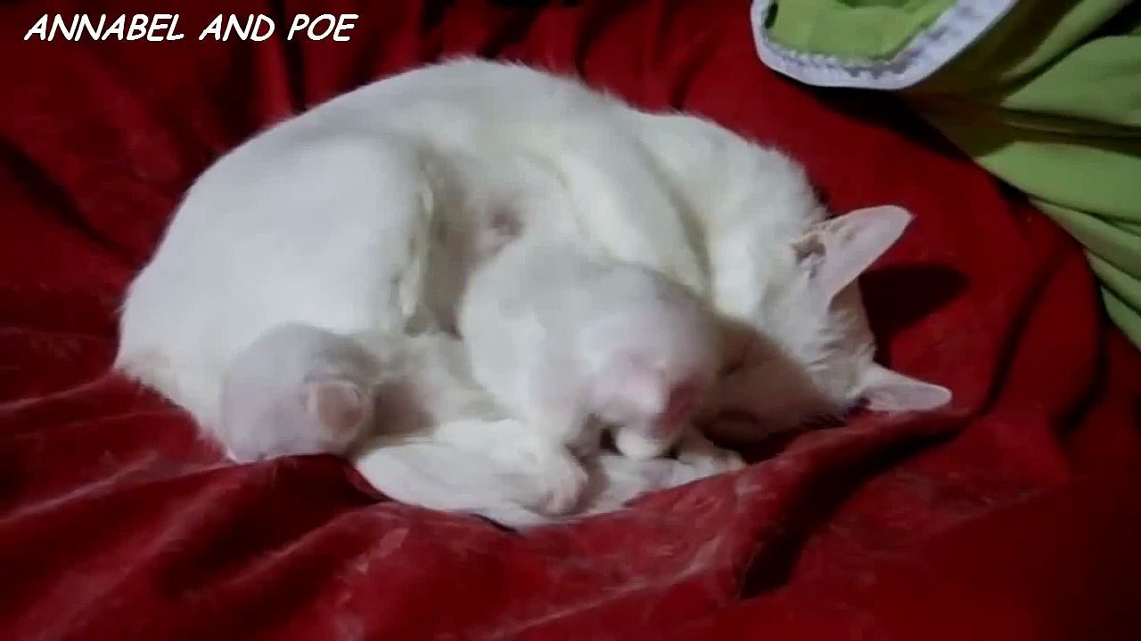 Le plus beau câlin de chats jamais filmé