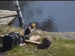 Squirrel Chucker