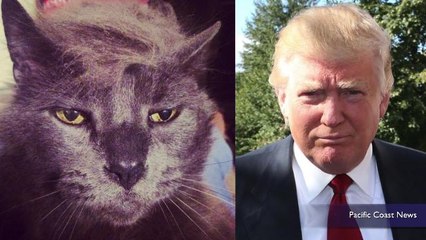 Cats sport Donald Trump hair in hilarious #TrumpYourCat trend