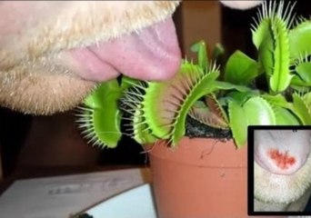 Man Sticks Tongue in Venus Flytrap