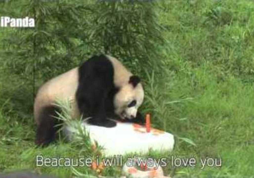 Giant Panda Celebrates 10th Birthday With Human Friends