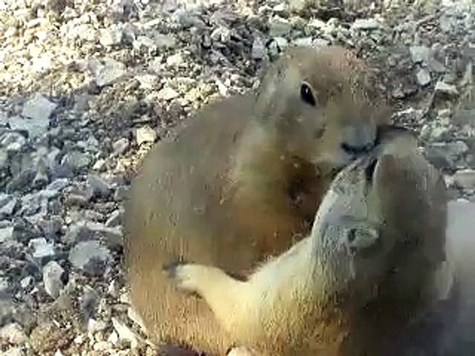 חיות מצחיקות