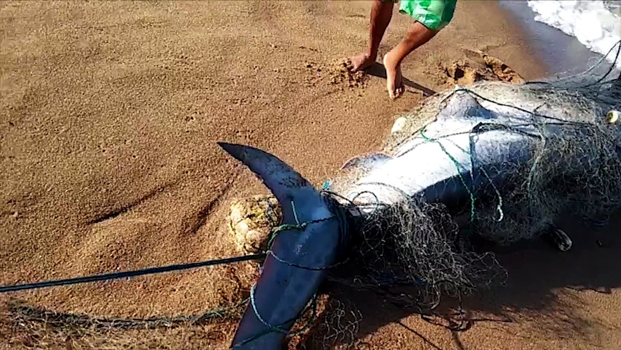 Tubarão é capturado em rede de pesca na praia de Regência, Norte do Estado