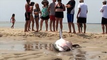 Des vacanciers sauvent un requin blanc échoué (Etats-Unis)