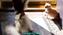 Funny Cat Videos  Funny Cat and Dog  Battle Between Cats and Dogs