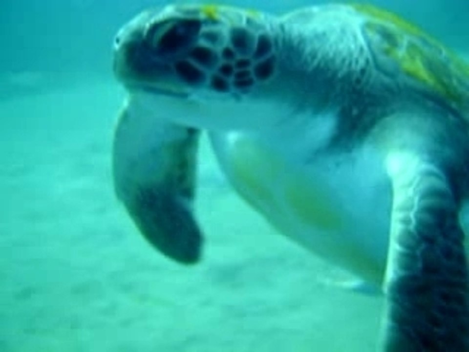 Tortue