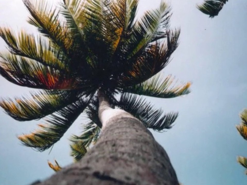 Sous les cocotiers : Plage - Outre Mer