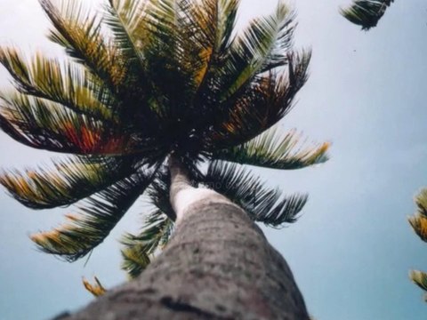 Sous les cocotiers : Plage - Outre Mer