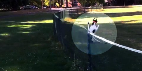 Dog's first "front flip" flies over fence