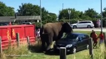 Danimarka'da bir fil, kendisine eziyet eden sirk bakıcısının otomobilini hurdaya çevirdi.