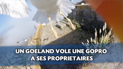 Un goéland vole une GoPro à ses propriétaires