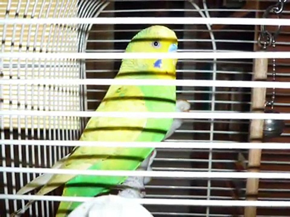My darling Bert