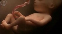 9 mois de grossesse en 4 minutes - De l’Embryon à la naissance