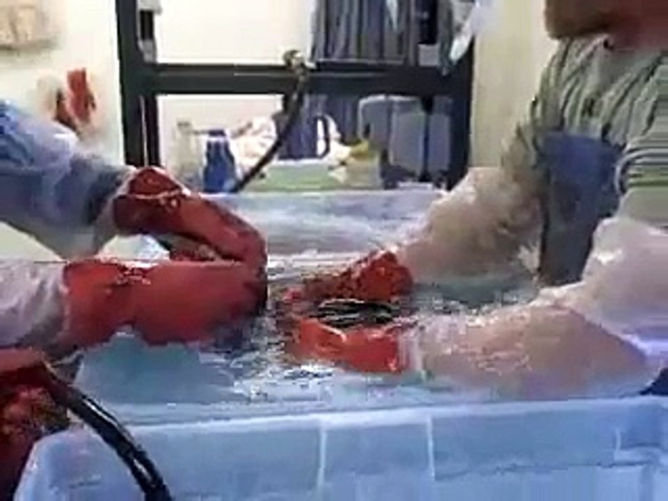 An Oiled Loon Gets a Bath