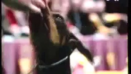 Sadie BIS westminster KC 2010.mp4