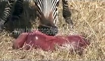 zebra with  a still born baby