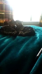 Useless 30 second video of cat licking cat