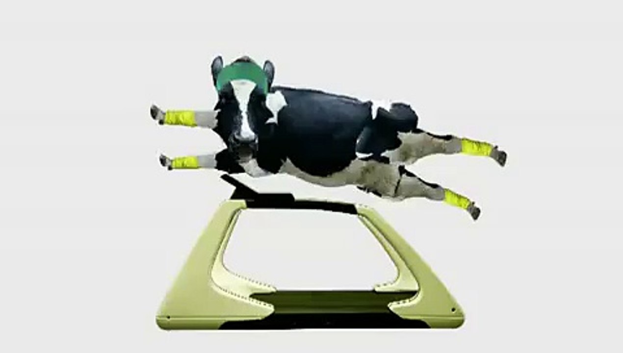 Gym cow