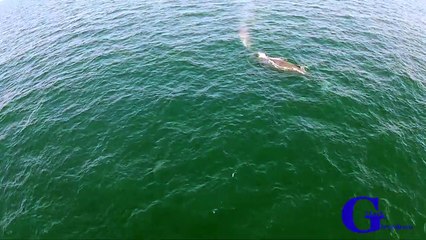 Un "arc-en-ciel" soufflé par une baleine