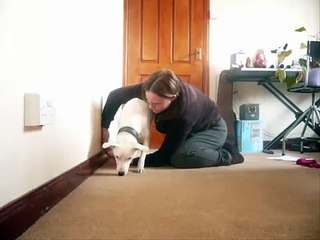 How to teach Jumping through arms (deaf dog)