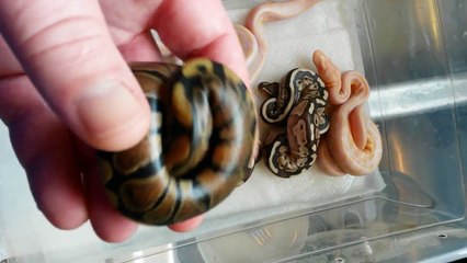 Albino Lessers 2013 quick update of clutch #1