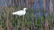 BTO Bird ID - Little Egret and Great White Egret