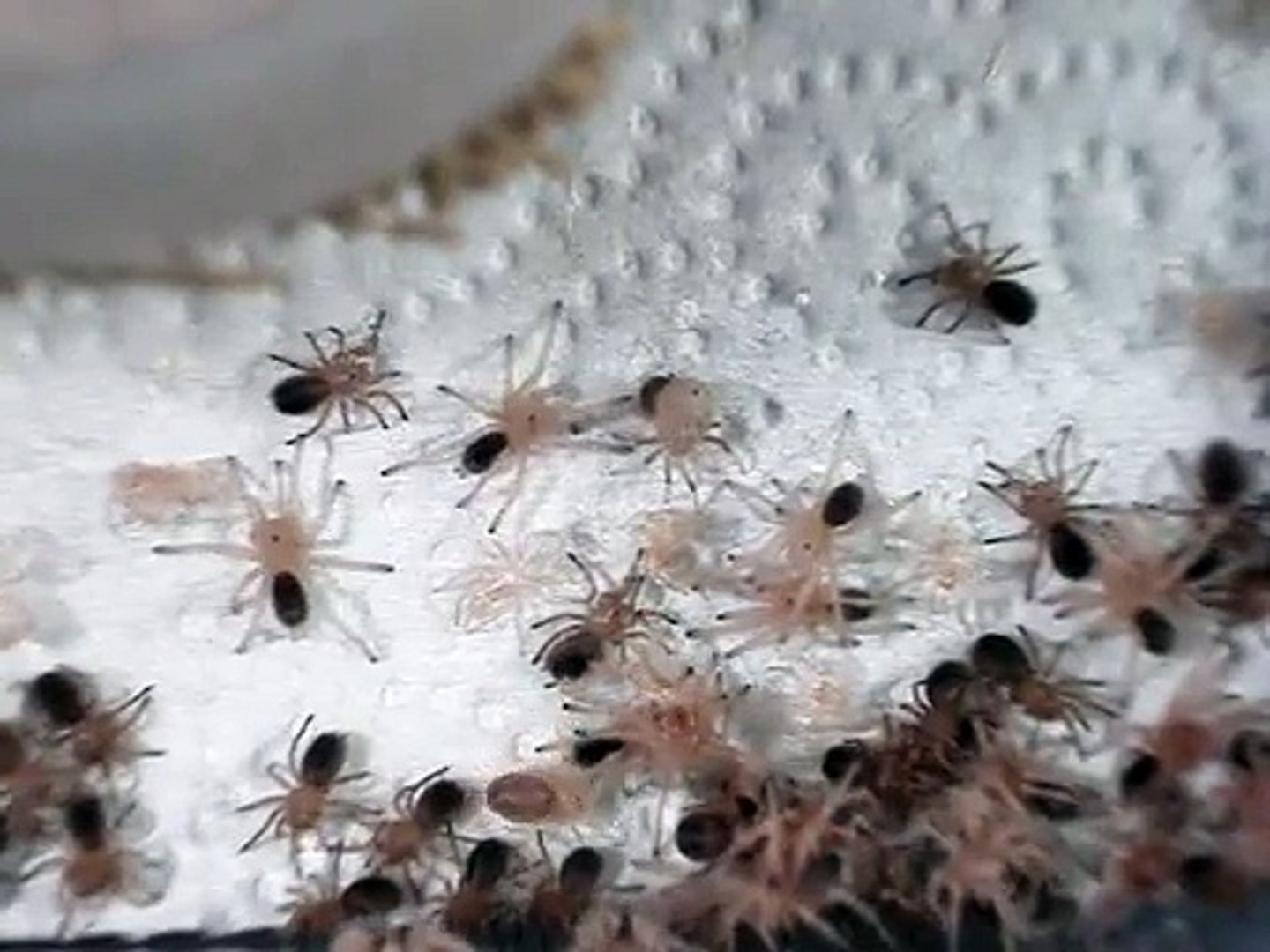 Chilean Rose Molt Into 3rd Instar Video Dailymotion