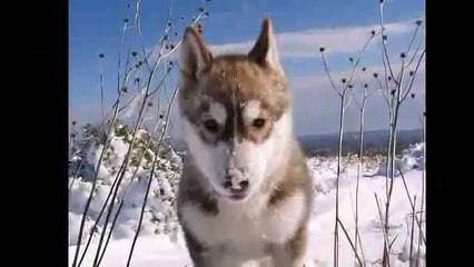Snow dogs- Perros nórdicos en la nieve