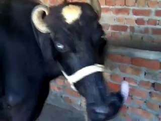 Buffalo milking