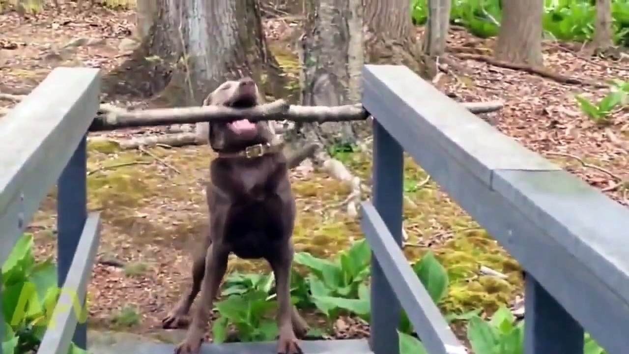 funny animal videos - funny dog videos 2015