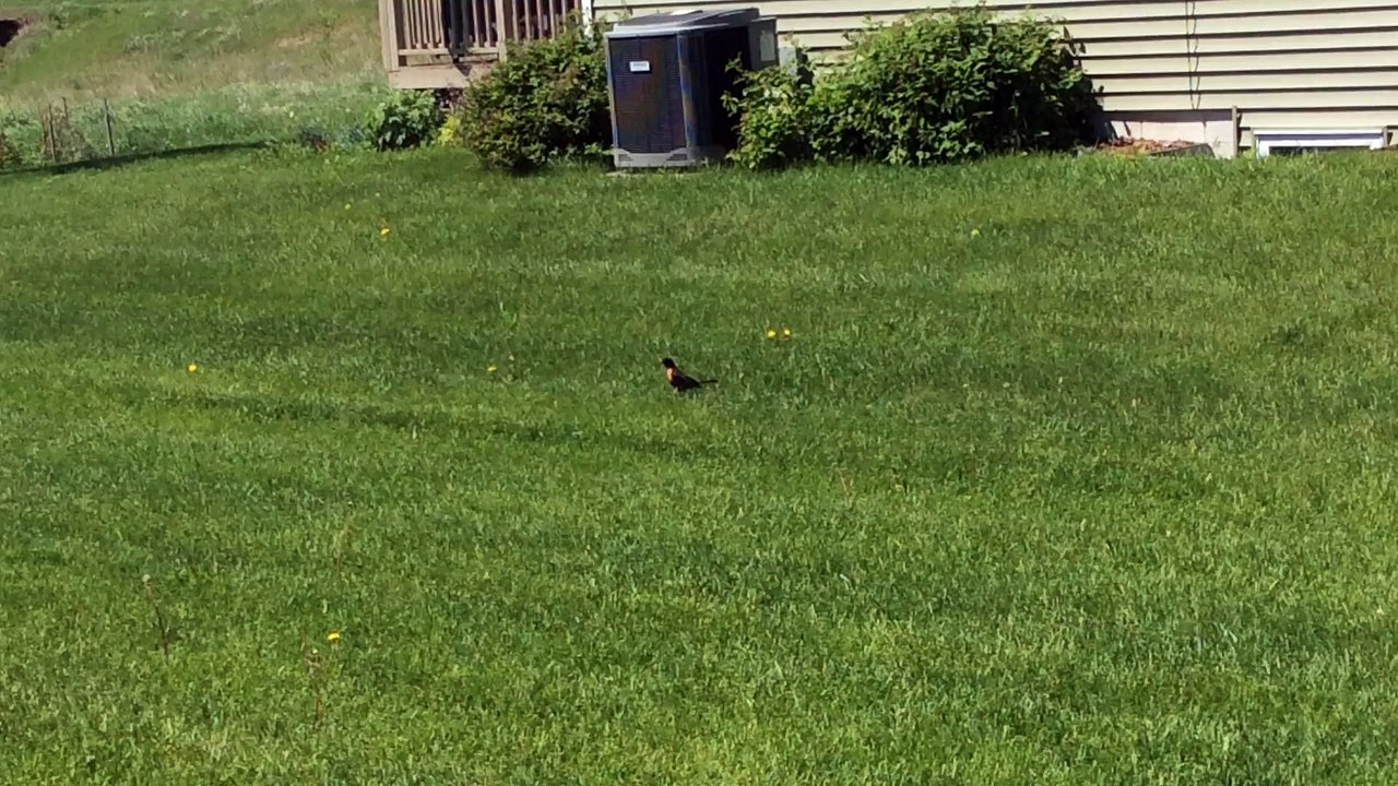 The Bird!