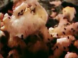 Nurse With Wound The Bottom Feeder Video Dailymotion