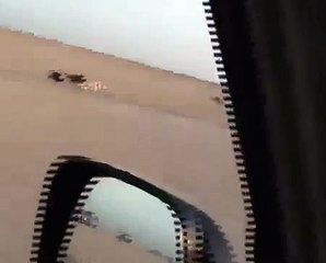 هدد على غزال مسحوب Saluki chasing Gazelle hanging from SUV