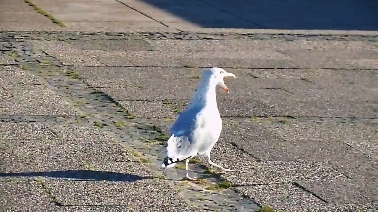 Larus argentatus - Silbermöwe - Gaivota-prateada - European Herring Gull
