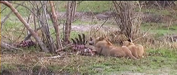 spare ribs for breakfast