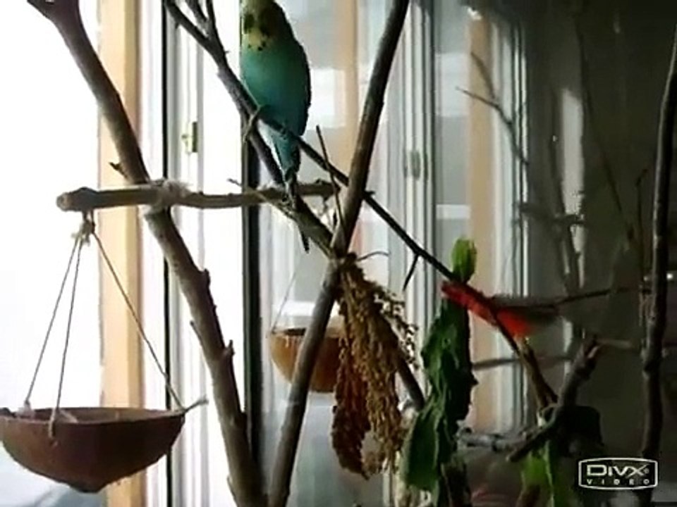 Happy budgie flock